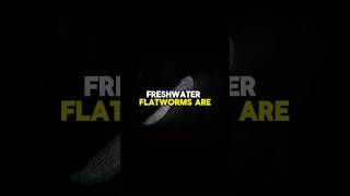 Freshwater flatworms facts shorts short shortsfeed animals water shortfeed shortvideo [upl. by Binette]