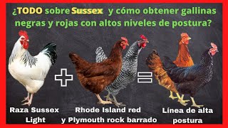 Gallinas Sussex característica tipos y las ponedoras negras y rojas que obtenermos de sus cruces [upl. by Egroej563]