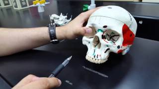 Anatomy Lab  19  Head and Neck Part 01 [upl. by Atinaw571]