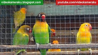 1 Hour Lovebird Sounds Aviary Series V6  High Quality Audio Live Recording [upl. by Ilellan]