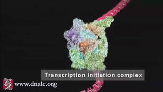 DNA Transcription Advanced [upl. by Akieluz24]