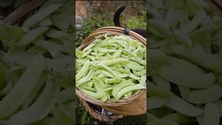 Green peas harvest fresh from farm shorts ytshorts farming [upl. by Ahtikal]