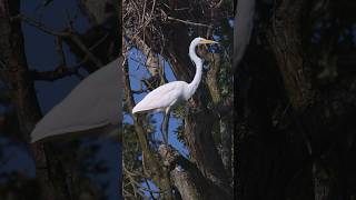 🐤 Egret is Building nest  Unusual Case nature wildlife egrets [upl. by Enamrahs]