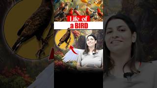 Life of a bird 🕊️neetbiology neet2025 riturattewal bird lifeofbird [upl. by Yremrej]