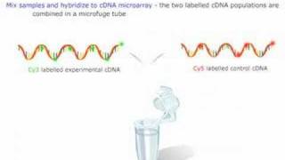 Microarray Gene Expression [upl. by Karol760]