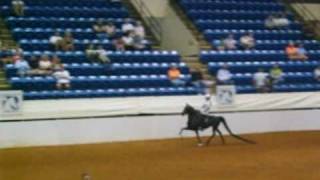 Roadster Pony Under Saddle Class with Bagheira and Willow [upl. by Anotyad794]