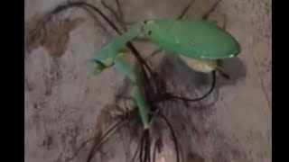 DISGUSTING Parasite Removed from Praying Mantis [upl. by Ennovi]