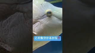 【Napoleonfish】メガネモチノウオナポレオンフィッシュ【Humphead wrasse】【Spectacled wrasse】 [upl. by Ariaet]