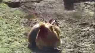 Odd animal romance  amorous rabbit woos hardtoget chicken 89 [upl. by Droffats944]