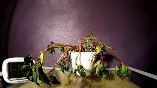 Timelapse Plant resurrected by water [upl. by Etteyafal]