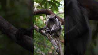 Red Colobus Monkey Zanzibar [upl. by Lattonia]