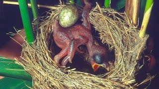 Common Cuckoo chick ejects eggs of Reed Warbler out of the nestDavid Attenboroughs opinion [upl. by Prader]