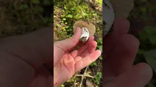 Russula sp mushroom [upl. by Canute]