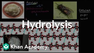 Hydrolysis  Macromolecules  Biology  Khan Academy [upl. by Rainger]