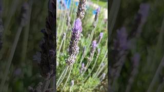 Lavanda francesa Lavandula dentata gran floración bajo consumo hidrico aromática y medicinal [upl. by Nonrev]