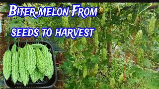 The Ultimate Guide to Growing Bitter Melon From Seed to Harvest [upl. by Mercuri329]