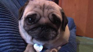 Cutest Pug Video [upl. by Analah]