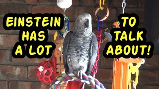 Einstein the Talking Texan Parrot has a lot to talk about [upl. by Calhoun689]