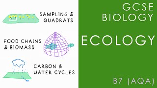 ECOLOGY  GCSE Biology AQA Topic B7 [upl. by Ajnos512]