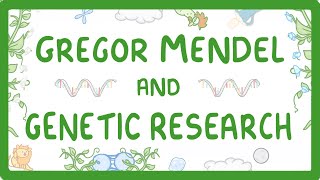 GCSE Biology  Gregor Mendel and the History of Genetics 76 [upl. by Kneeland889]