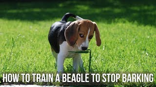 How to Train a Beagle to Stop Barking [upl. by Rube402]