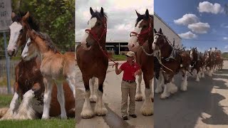 Beautiful Clydesdale horses and foals [upl. by Huan]