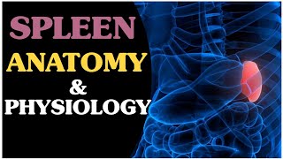 Spleen Anatomy and Physiology ll in hindi [upl. by Massab752]