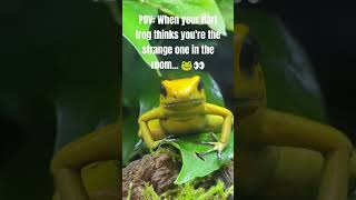 POV When your dart frog thinks youre the strange one in the room 🐸👀 FrogTastic [upl. by Bodrogi]