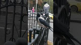 Дальше не пропустим вороны  Its a mugging crow crowfashion [upl. by Fem27]