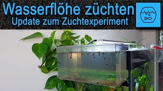 Wasserflöhe züchten  Das Experiment Update  Lebendfutter selber machen  Aufbau eines Zuchtbeckens [upl. by Messab]