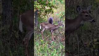 White Tailed Deer at Hobart Urban Nature Preserve Troy Ohio [upl. by Zul]