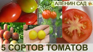 6 СОРТОВ ТОМАТОВ 🍅 ИЩУ ЛУЧШИЕ СОРТА ДЛЯ СЕБЯ [upl. by Amaryllis851]