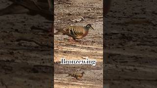 SPOTTED Bronzewing [upl. by Llehsem]