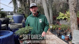 Facts About Soft Caress Mahonia [upl. by Ticon178]