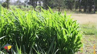 BRS Capiaçu cultivar de capim elefante voltada para a silagem l Programa Terra Sul [upl. by Elna]