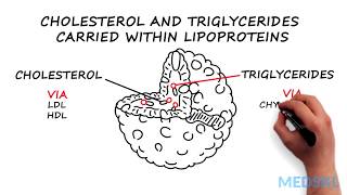 Dyslipidemia What to know about Cholesterol and Triglycerides levels [upl. by Yllah]