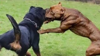 Rottweiler vs Pitbull Real fight [upl. by Aztiraj]