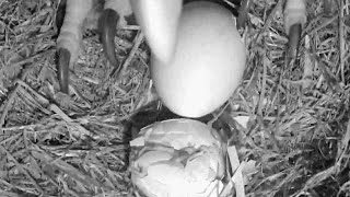 SWFL EaglesM15 has his claw in the hole from Egg 1 Eaglet protests0039 am 20231231 [upl. by Naira]