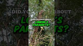 LONDON’S PARAKEETS 🦜 parakeet birds birdwatching [upl. by Chico]