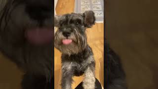 Miniature schnauzer is a big boy [upl. by Ayaros]