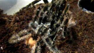 B albopilosum mating [upl. by Eissirhc]