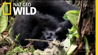 Tracking Gorillas  Nat Geo Wild [upl. by Adnahcir6]