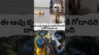 cow crosses the Godavari to the temple of Krishnashortsfeed hanumangod avtelugutalks [upl. by Aniretake]