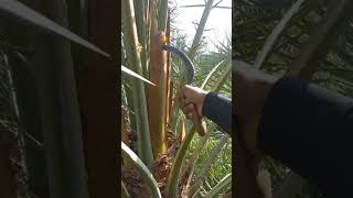 Date Plant Pollination agriculture farming asifjaved77 [upl. by Boot749]