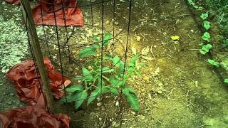 Easiest Way To Water A Large Garden RAINDRIP Watering System DIY [upl. by Alric987]