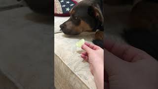 Dogs thoughts on eating a cucumber bluedog dogreaction dogthoughts [upl. by Icaj582]