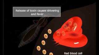 Life cycle of Plasmodium Meritnationcom [upl. by Gustav]