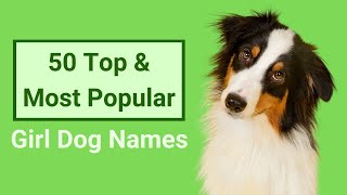 50 Top amp Most Popular Girl Dog Names [upl. by Thorwald]