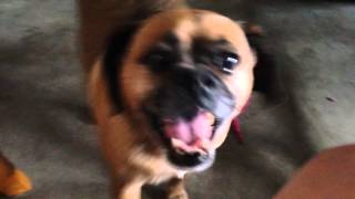 Zacky my puggle barkinghowling like crazy [upl. by Newkirk]