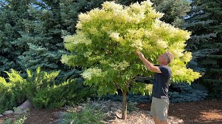 Japanese Tree Lilac Snowdance Ivory Silk and Copper Curls [upl. by Verna]